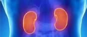 picture of kidneys